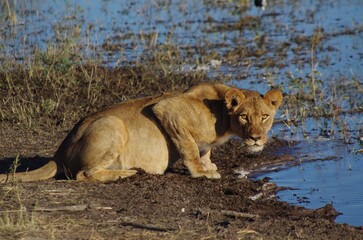 lionne