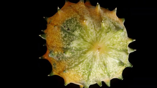Side view of the spiky Kiwano cucumber. Isolated on a black background. Rotation.