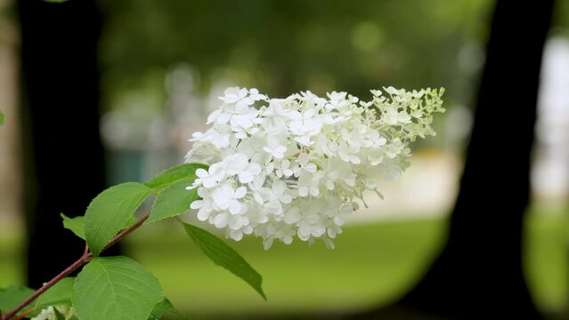 Beautiful white flower of hydrangea paniculata closeup in park