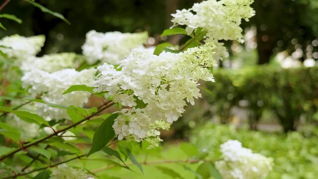 Flowering hydrangea paniculata bush with beautiful white flowers