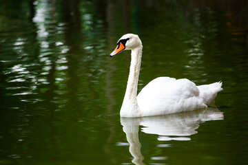 Beautiful white swan floating on the water.