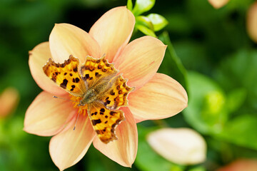 Comma butterfly on Dahlia flower.