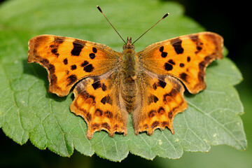 Obraz premium Comma butterfly on leaf