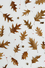 Dried oak leaves on white background with copy space. Flat lay, top view leaf pattern