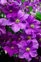 Purple flowers clematis in sun light on garden in summer