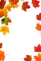 Autumnal maple leaves on a white background with space for text. Top view, flat lay