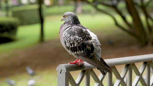 City pigeon bird. Ruffled rock dove in park. Columba livia
