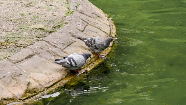 Urban common pigeon birds drinking water in a city park pond. Columba livia