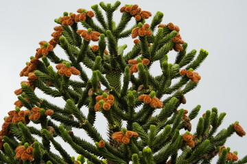 Andean fir new pine cones, Araucaria araucana is an evergreen tree. growing to 1-1.5 m (3–5 ft)...
