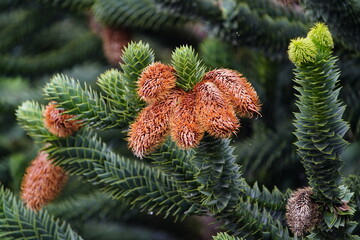 Andean fir new pine cones, Araucaria araucana is an evergreen tree. growing to 1-1.5 m (3–5 ft)...