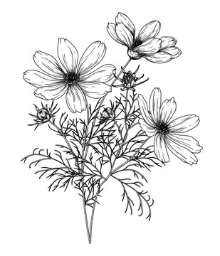 Vector illustration of a bush of cosmos bipinnatus flowers in the style of engraving