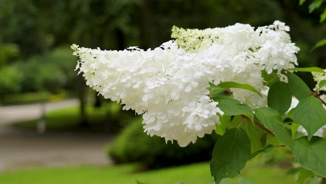 Flowering hydrangea paniculata bush with beautiful white flowers closeup in park