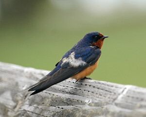 Barn Swallow Fledgling Closeup