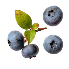 Fresh ripe blueberry berries, twig with leaves and berries, isolated on white background.