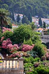 Blooming colorful oleanders and other plants on the Dubrovnik streets, Croatia. Flowers and plants near the windows and facade of the house