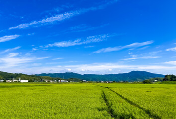 Obraz premium 日本の田舎 田んぼの風景
