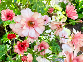 赤いラナンキュラス