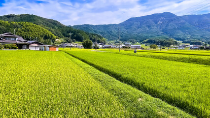 日本　緑の田んぼ　あの夏の日　壁紙　背景