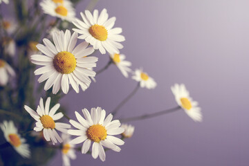 daisies on a purple background, close-up, chamomile