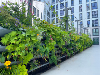 Fototapeta na wymiar Living wall for urban greening in the city. Vertical gardening in a residential building. Green wall garden in Groningen for climate adaptation. Green fascade garden. 