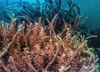 Fototapeta na wymiar Underwater plantlike with contrast of colors