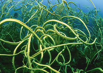 underwater green plants flowing with the tide