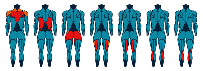 Body muscle anatomy back. Human muscular back, man athletic build with muscular groups, healthy and sporty. Vector illustration. Male body parts, physical activity training cartoon banner