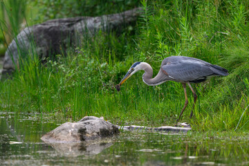 Great Blue Heron standing on green grass and holding a deer mouse in its bill 
