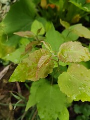 leaves in the garden