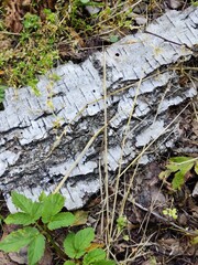 Birch Bark