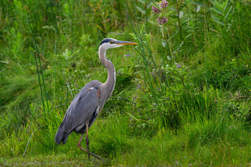 Great Blue Heron standing on green grass, portrait