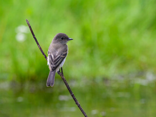 Eastern Phoebe perched on stick against green background