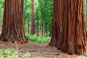 The Mariposa Grove of Giant Sequoias, Yosemite National Park, California USA