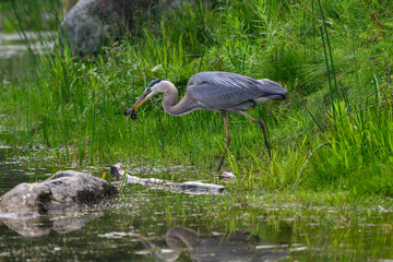Great Blue Heron standing on green grass and holding a deer mouse in its bill 
