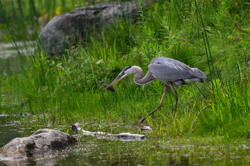 Great Blue Heron standing on green grass and holding a deer mouse in its bill 