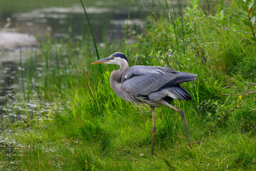 Great Blue Heron standing on green grass, portrait