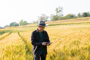 Asian man hand smart farmer using modern digital technology using smartphone in barley field for agriculture industry development.