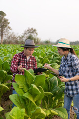 Asian male and female tobacco farmers inspect the quality of tobacco leaves in a tobacco plantation in Thailand. Tobacco growers use tablets to check their quality.