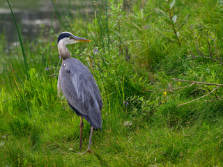 Great Blue Heron standing on green grass, portrait