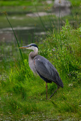 Great Blue Heron standing on green grass, portrait