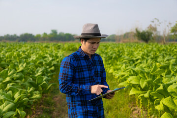 Asian gardeners are collecting produce from tobacco fields in Asia, and production inspectors use a mobile internet-based core data network to authenticate, test and select new cultivation methods.