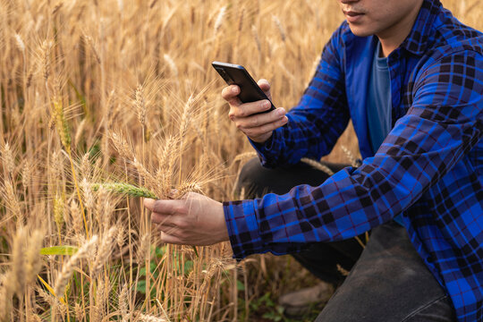 Asian man hand smart farmer using modern digital technology using smartphone in barley field for agriculture industry development.