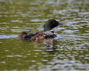 Common loon with two chicks swimming in green water 