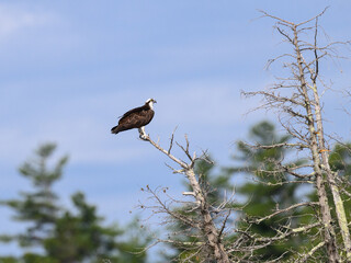 Osprey perched on top of dead tree against blue sky