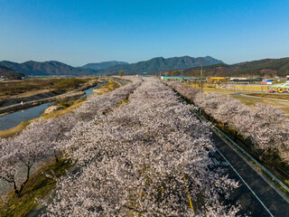 합천 백리벚꽃길