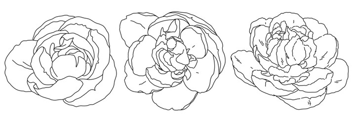 Peony blossom in bloom black outline illustration. Hand drawn realistic detailed vector clipart collection.