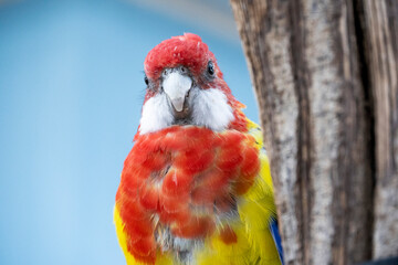 Eastern Rosella