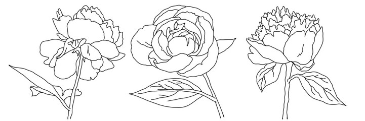 Peony blossom in bloom black outline illustration. Hand drawn realistic detailed vector clipart collection.