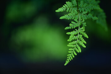 Beautiful green fern leaves in nature represent the concept of loving nature. Use it as a natural background with green ferns on a black background. - obrazy, fototapety, plakaty