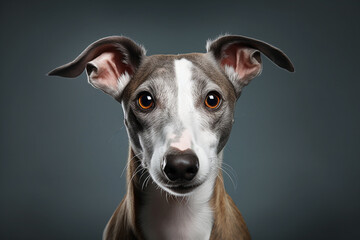 Portrait of a Whippet dog